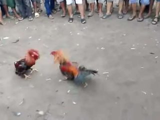 Diduga Anggota TNI Inisial DG Jadi Koordinator Kelang Sabung Ayam Di Merano